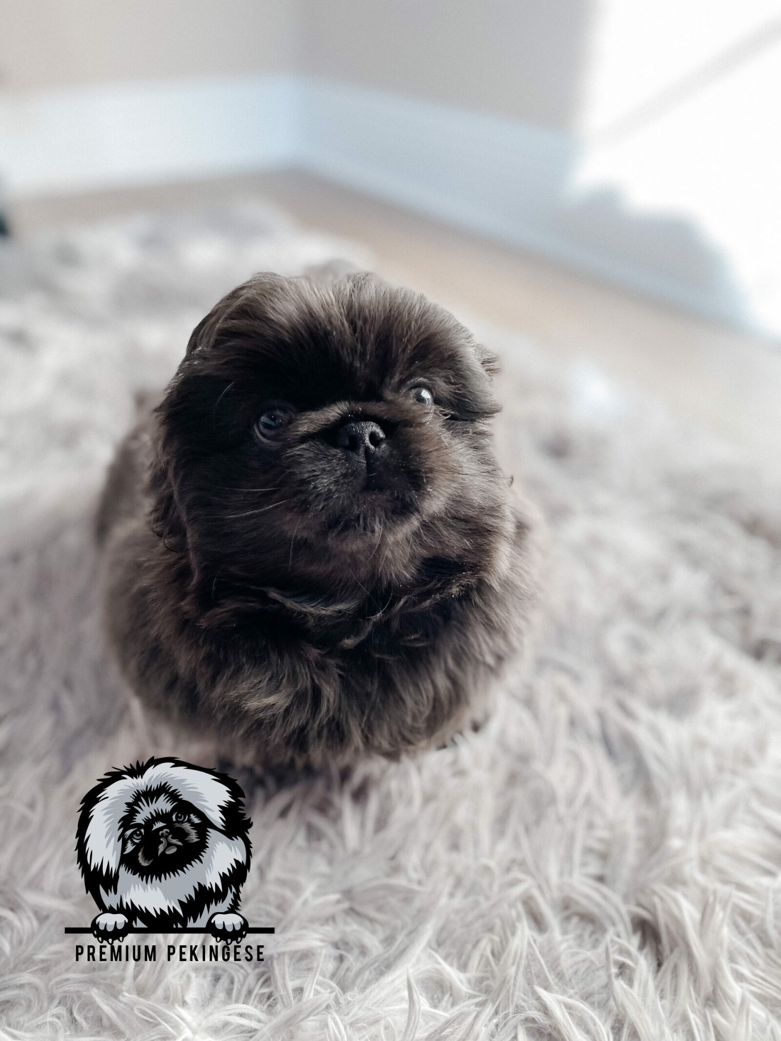 Shops teacup pekingese